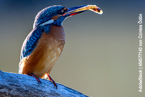 Eisvogel, Alcedo atthis